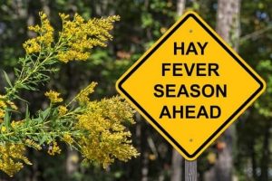 Hay Fever Season